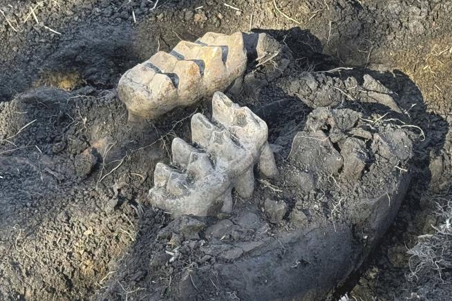 Complete Mastodon Jaw Found in NY Backyard