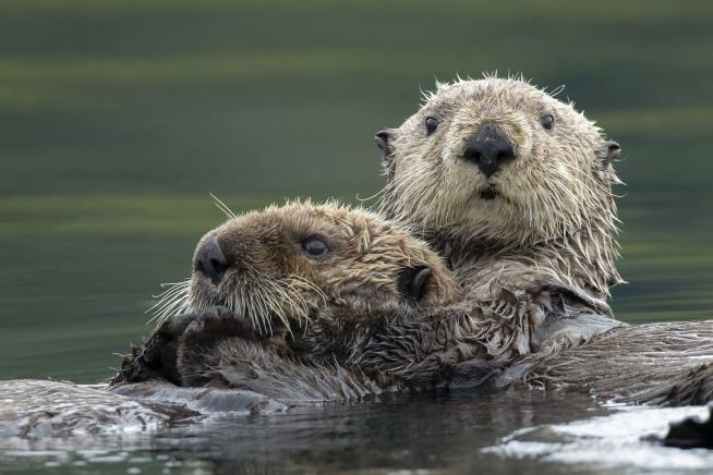 Invasive Crabs Ran Rampant, Until the Sea Otters Arrived