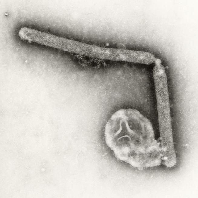 CDC: Mutations in Louisiana Bird Flu Patient 'Concerning'