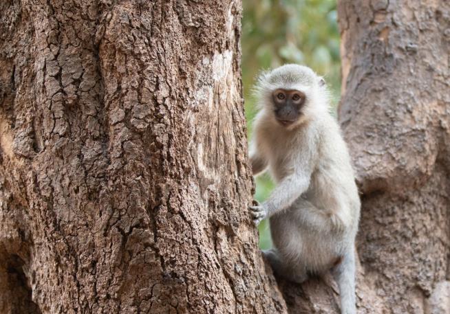 Monkey Breaks Into Home, Keeps Hitting Panic Alarm