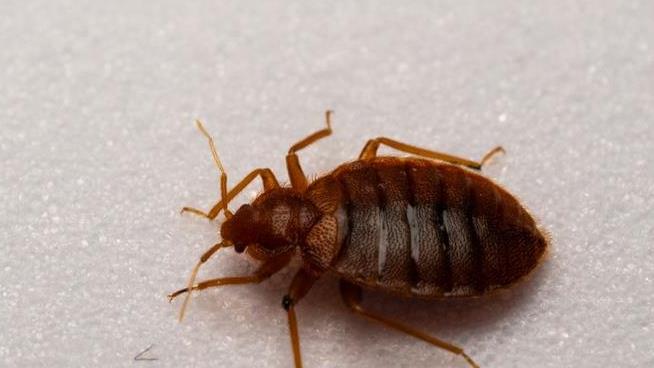 Fliers Complain of Bedbugs on Turkish Airlines Flights