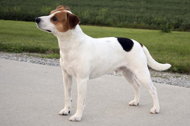 Danish-Swedish Farmdog Joins American Kennel Club Roster