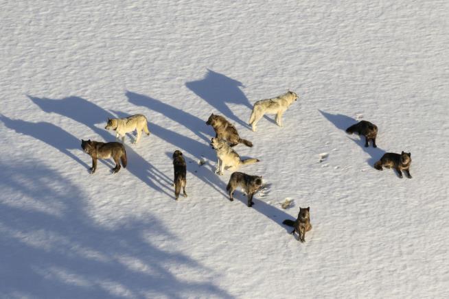 11-Year-Old Gray Wolf Dies in Yellowstone After Fight