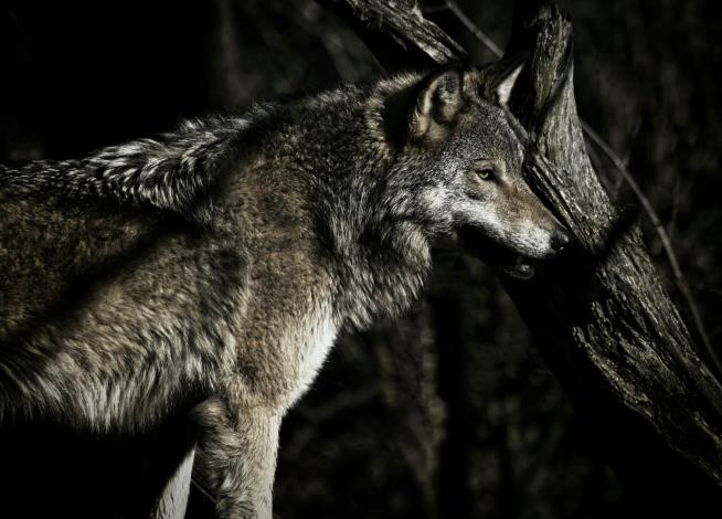 Endangered Wolf Hunt Is on, Despite Protections