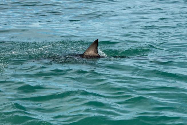 Vanished Surfer Believed to Have Been Killed by a Shark