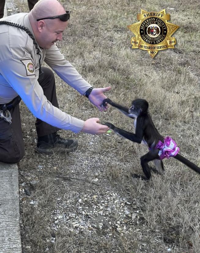 Escaped Monkey in Tutu Captured Before Storm Hits