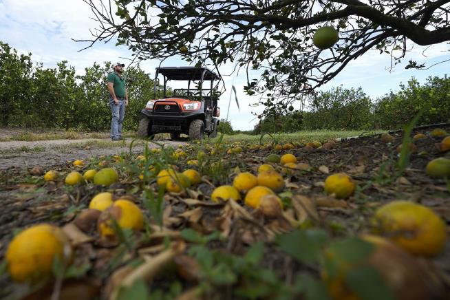 Major Citrus Grower Gives Up on Florida