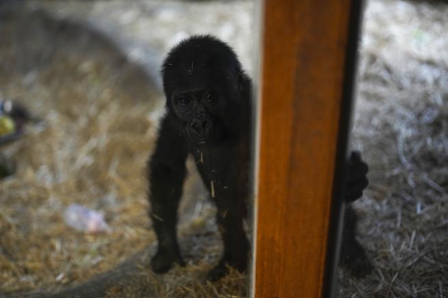 Baby Gorilla Recovering After Rescue From Plane's Cargo Hold