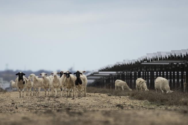 Sheep Revolutionize Solar Grazing on Texas Farms