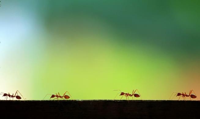 Ants May Solve Our Traffic Jams