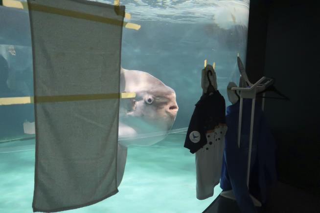 Sunfish Sad at Aquarium Closure Cheered by Fake Humans