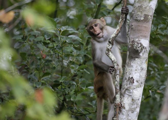 Last Four Escaped Monkeys Are Captured