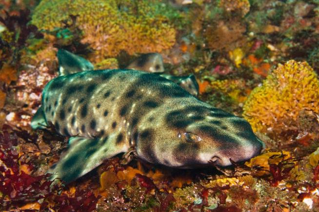 Baby Shark Mysteriously Born in Tank With No Males