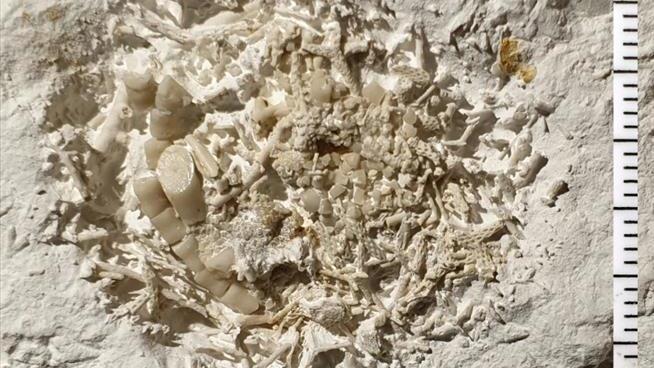 Vomit Fossil Joins List of Denmark's Natural Treasures