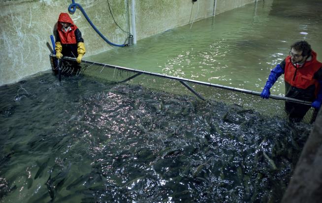 Food Bank Nets Huge Haul of 13K Fresh Salmon. Very Fresh