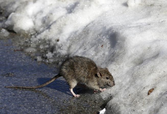 Humans Seem to Help Rat Populations Grow in Cities