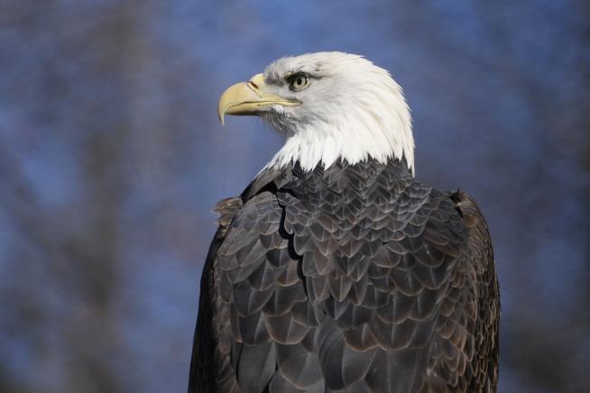 Bald Eagles Soar Back From Endangered Status