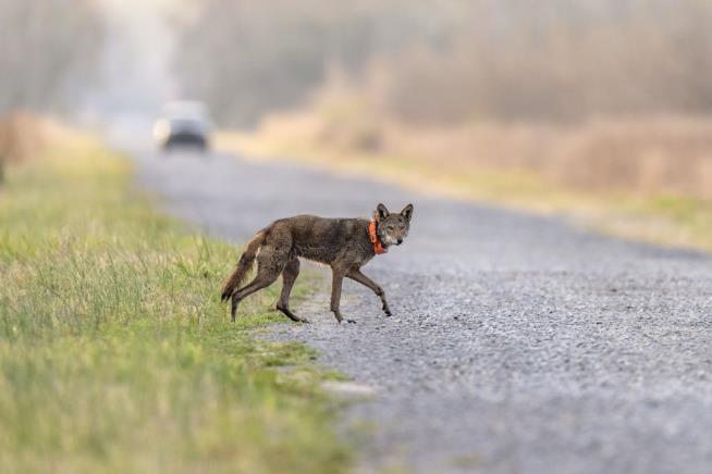 Only 20 Red Wolves Exist in Wild. A New Plan May Help