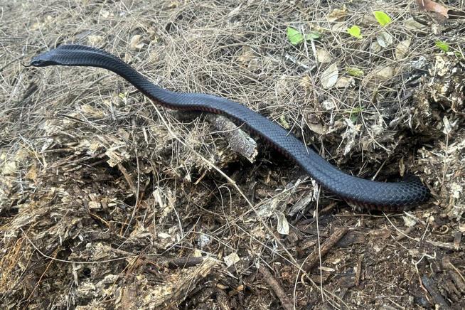 Over 100 Venomous Snakes Found in Sydney Backyard