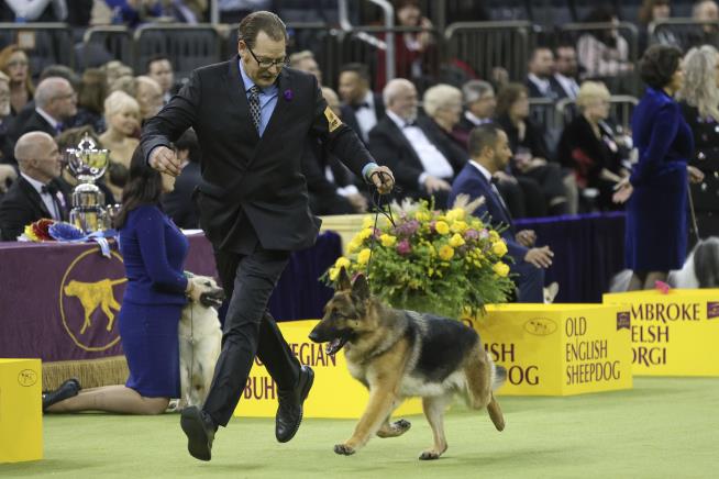 It's Coming Down to the Line at Westminster Show