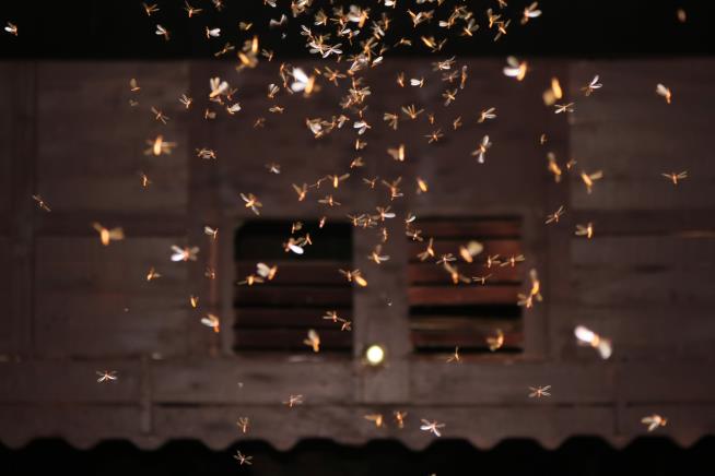 Couple Win Refund Over $40M Moth-Infested Mansion