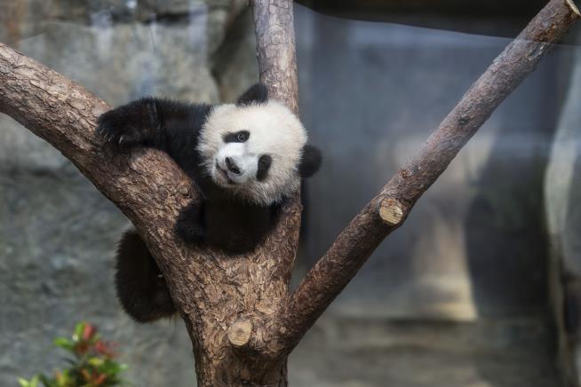 Panda Frenzy Takes Over Hong Kong