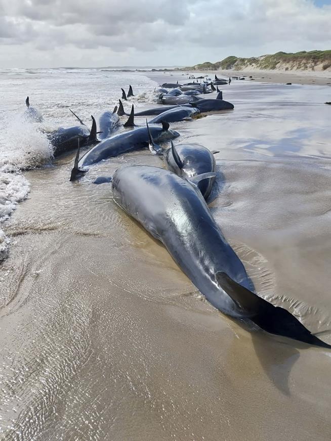 157 False Killer Whales Doomed After Mass Stranding