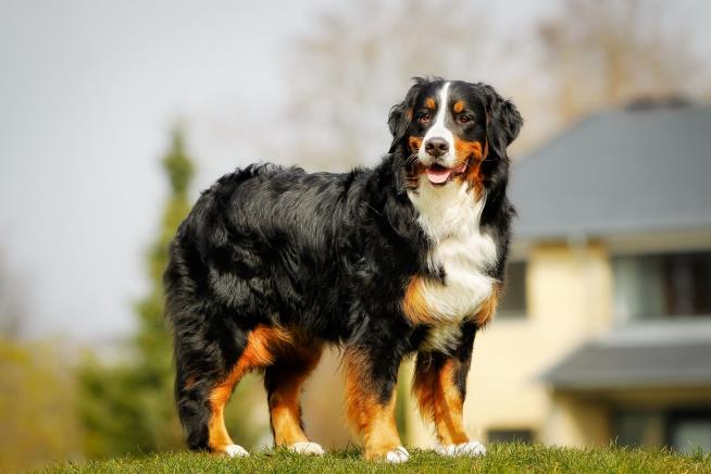 Vet Finds 24 Socks in Bernese Mountain Dog