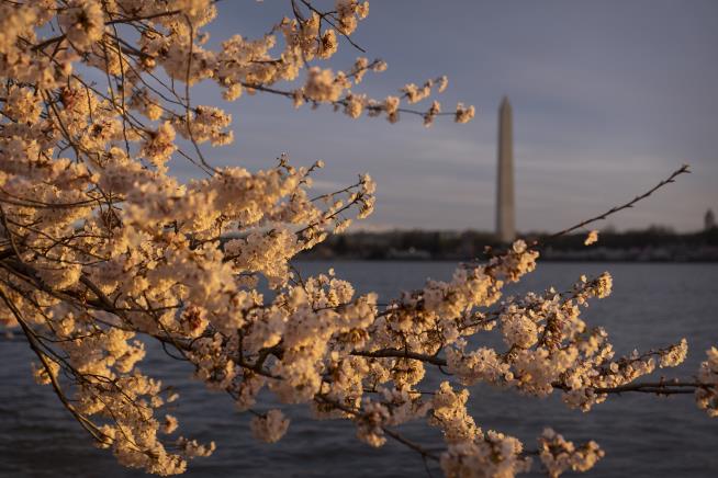 Here's When DC's Cherry Blossoms Will Hit Peak Bloom