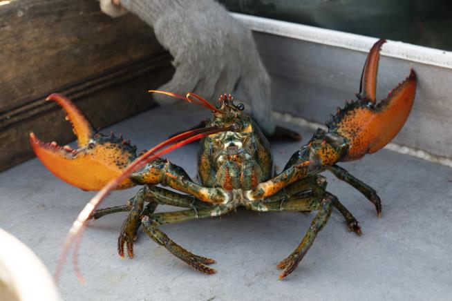 Maine's Lobster Catch Is Tanking