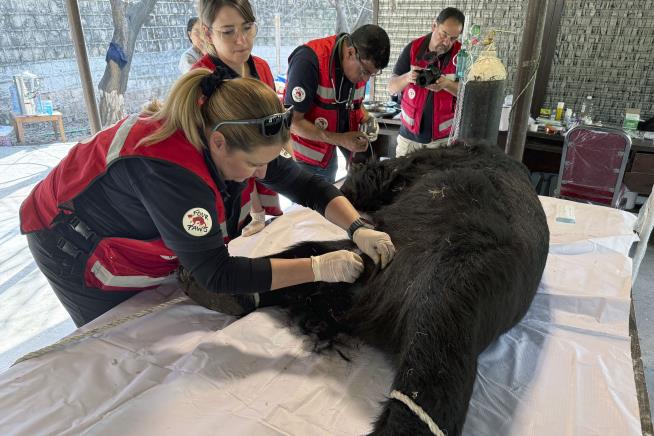 Black Bear Rescued in Pakistan After Abuse