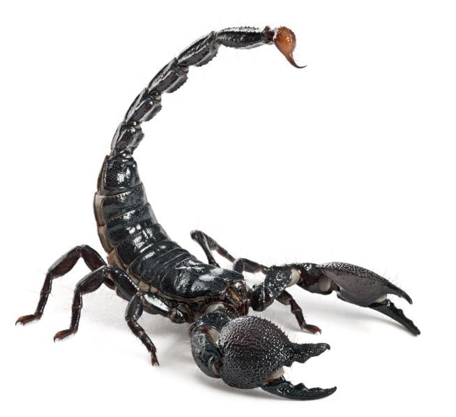 Woman Stung by Scorpion at Boston Airport