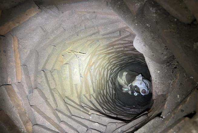 It's a Happy Ending for Dog Trapped in Well for Days