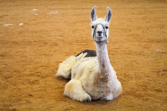 World's Oldest Llama Comforts Kids at NASCAR Camp