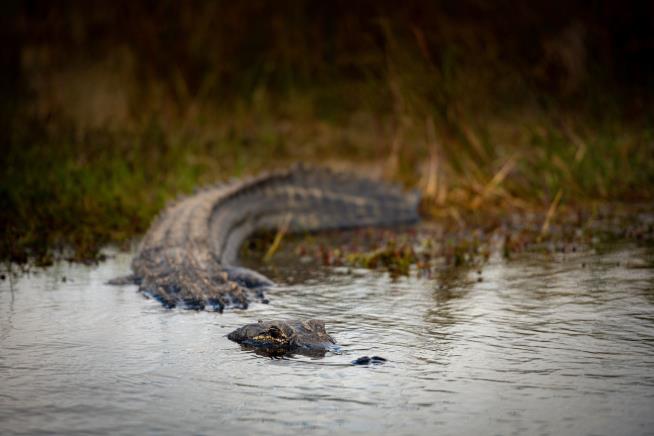 Florida Kayaker Bitten by Alligator