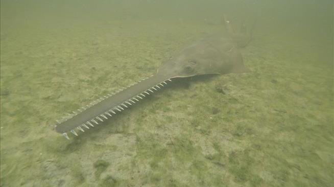 Odd Affliction That Causes Sawfish to Spin and Die Is Back