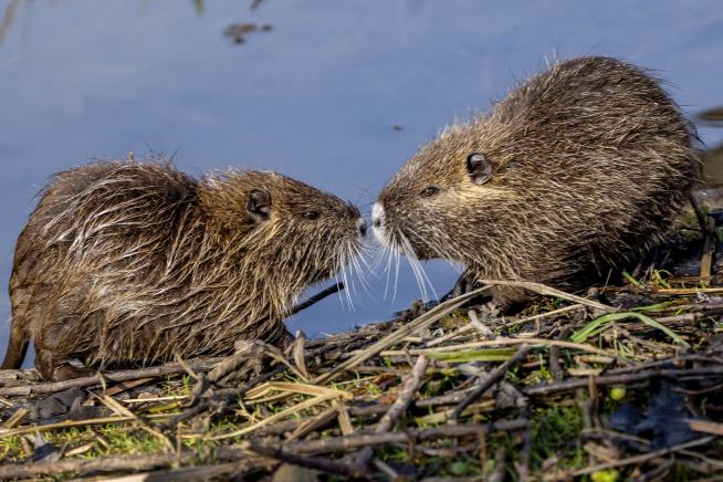 Why the Government Wants You to Eat This Large Rodent