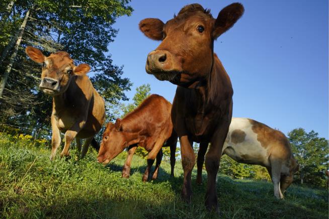 Grass-Fed Beef Has an Emissions Problem