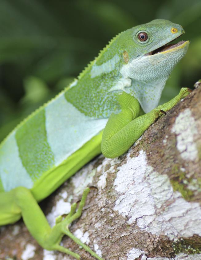 How'd Iguanas Get to Fiji? Looks Like a Raft Made of Plants