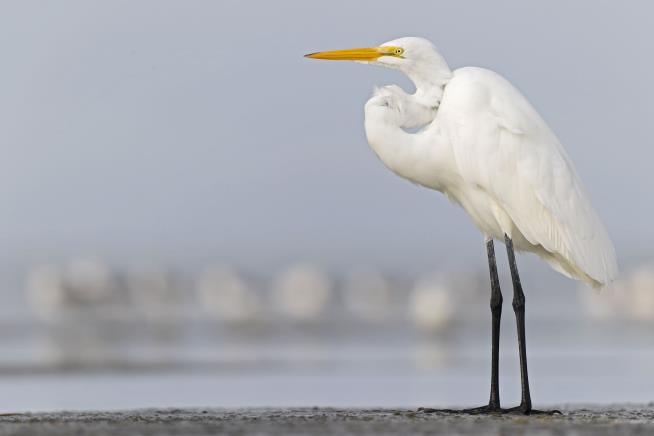 In Spots With Thriving Bird Habitats, an Alarming Decline