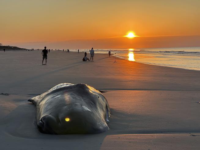 Sick Sperm Whale Euthanized After Beaching on Hilton Head
