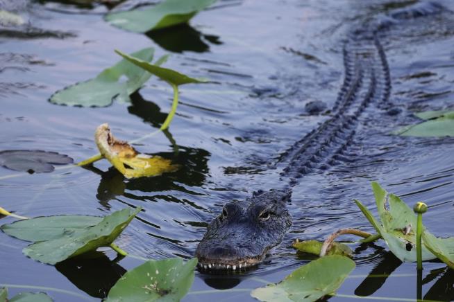 Alligator Kills Boater in Florida Park