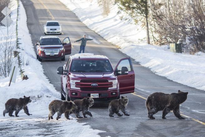 Young Grizzly Meets Same, Sad Fate as Famous Mom