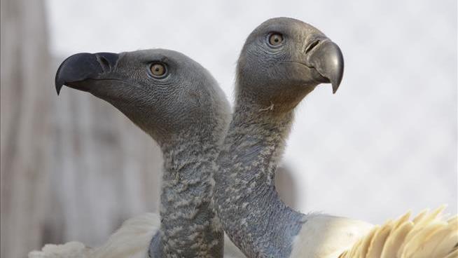 Mass Poisoning One of Worst to Hit Famed Park