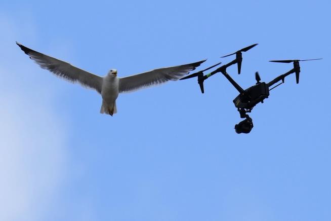 Unexpected Star of the Conclave: A Vatican Seagull