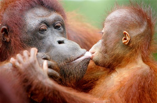 Orangutans Play Charades