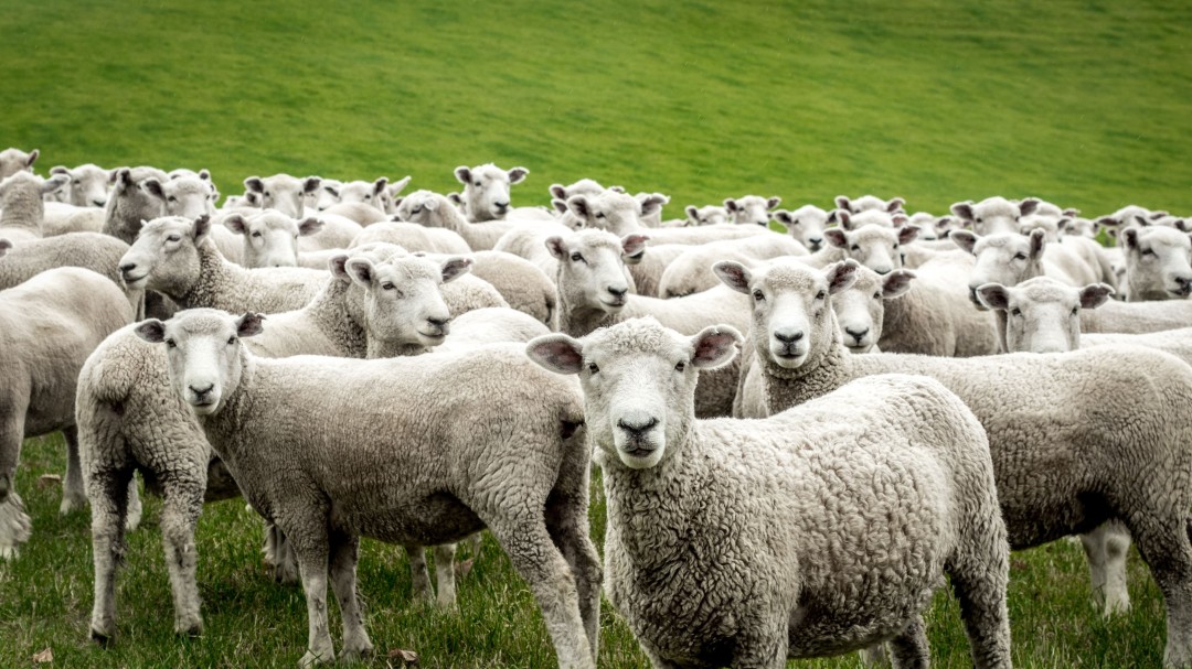 Humans Are Catching Up to Sheep in New Zealand