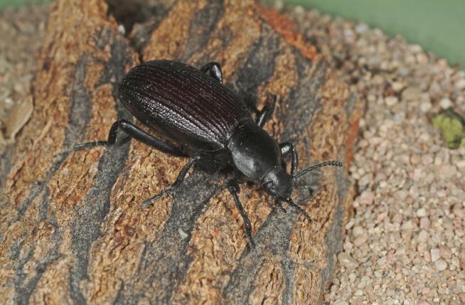 A Team of Beetles Is Eating Flesh for a Museum