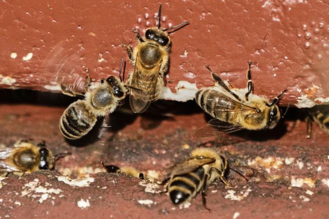 Tuesday Is for the Bees