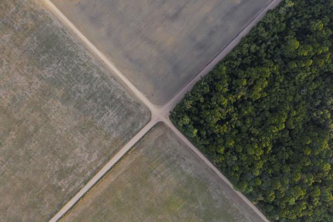 Disturbing Trend Seen in Record Rainforest Loss